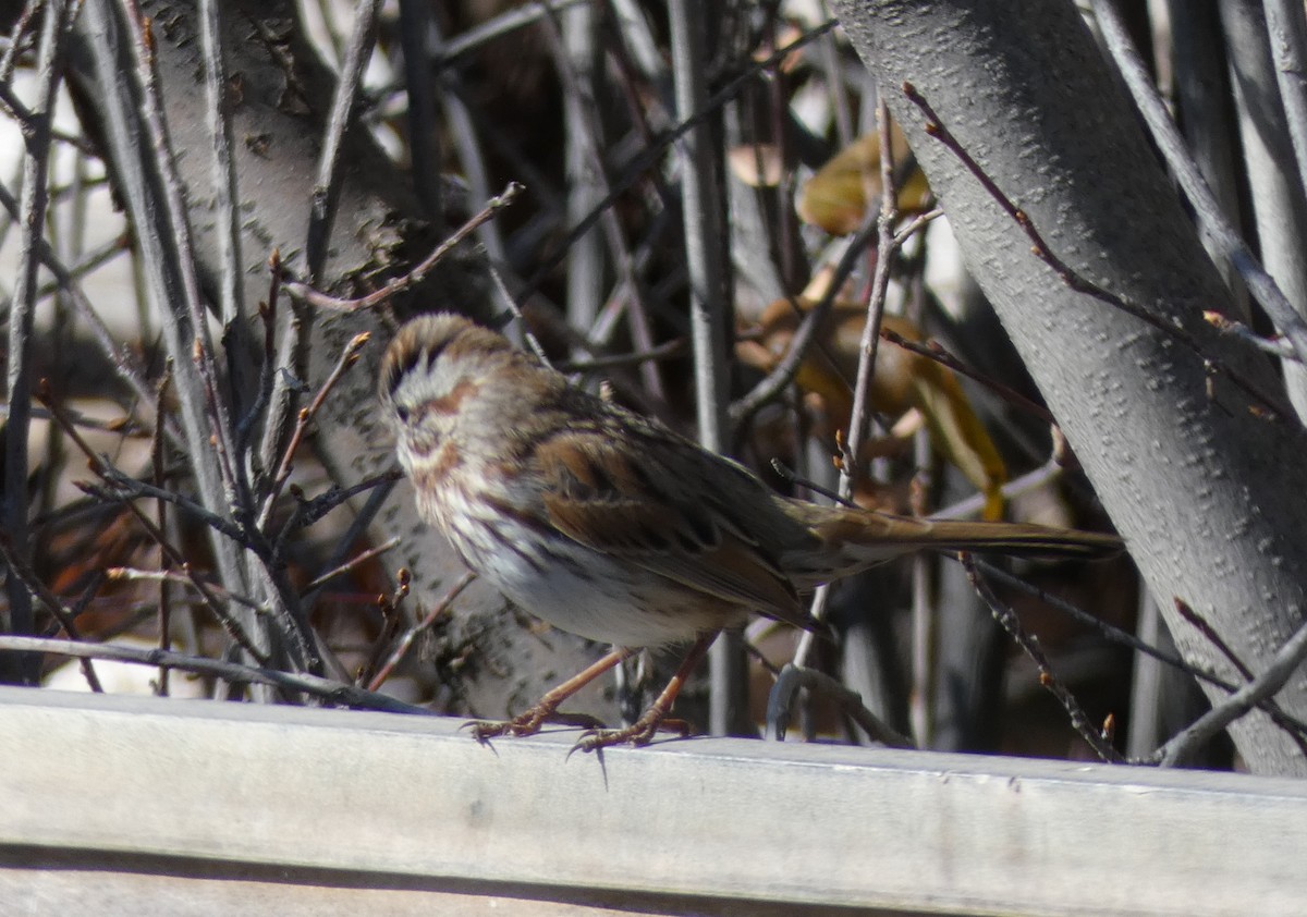 Song Sparrow - Christopher Rustay