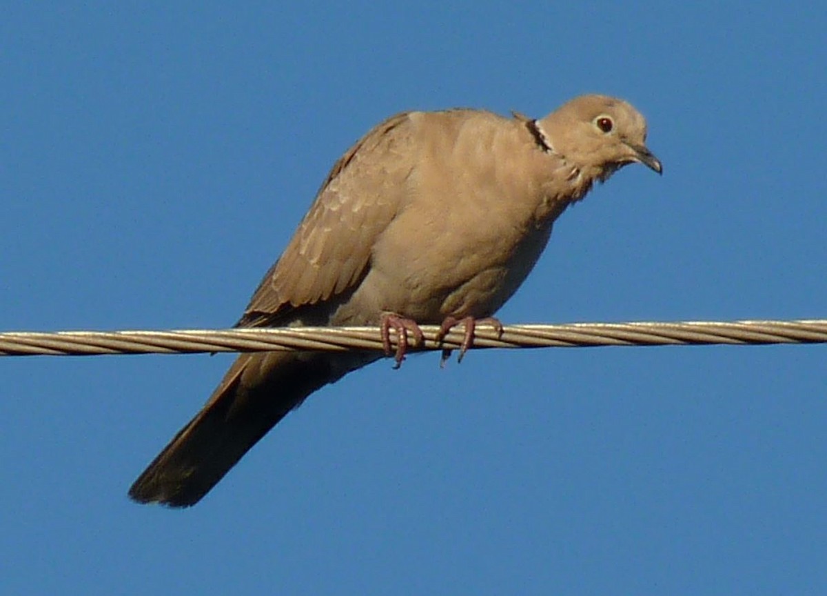 Eurasian Collared-Dove - Bill Pranty