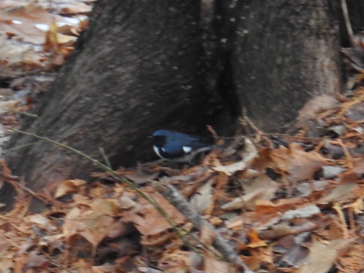 Black-throated Blue Warbler - Michael Kerwin