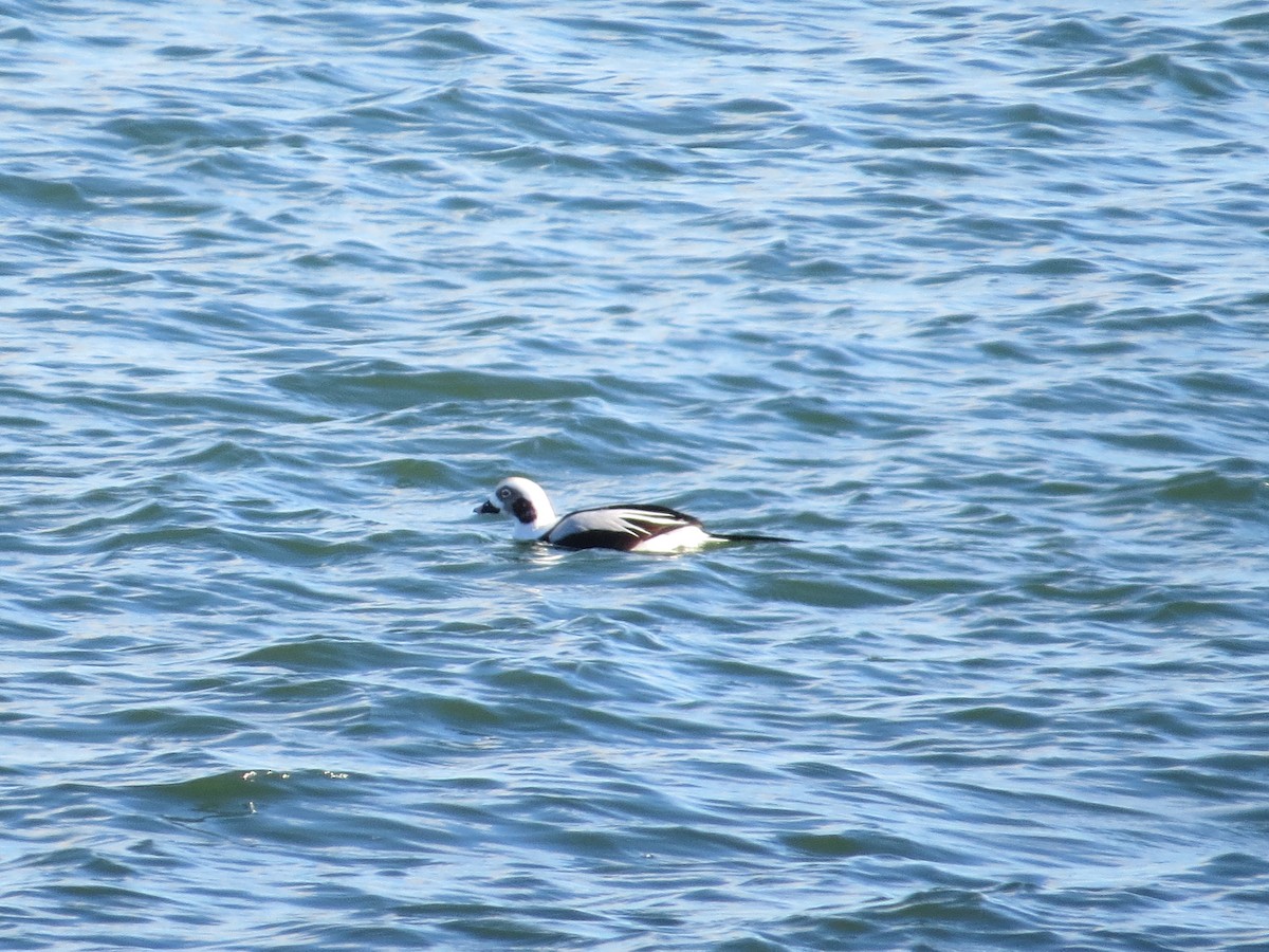 Long-tailed Duck - ML124138521