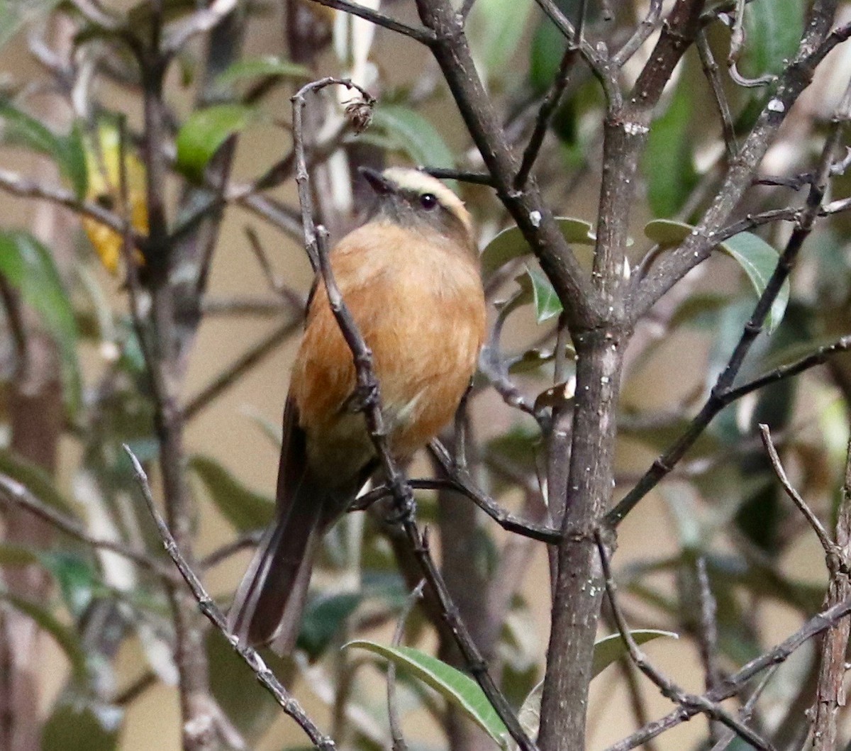 Brown-backed Chat-Tyrant - Karl Overman