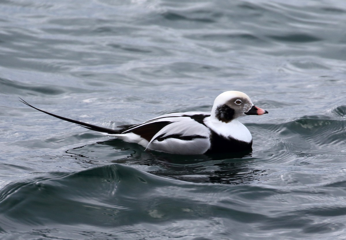 Long-tailed Duck - ML124143621