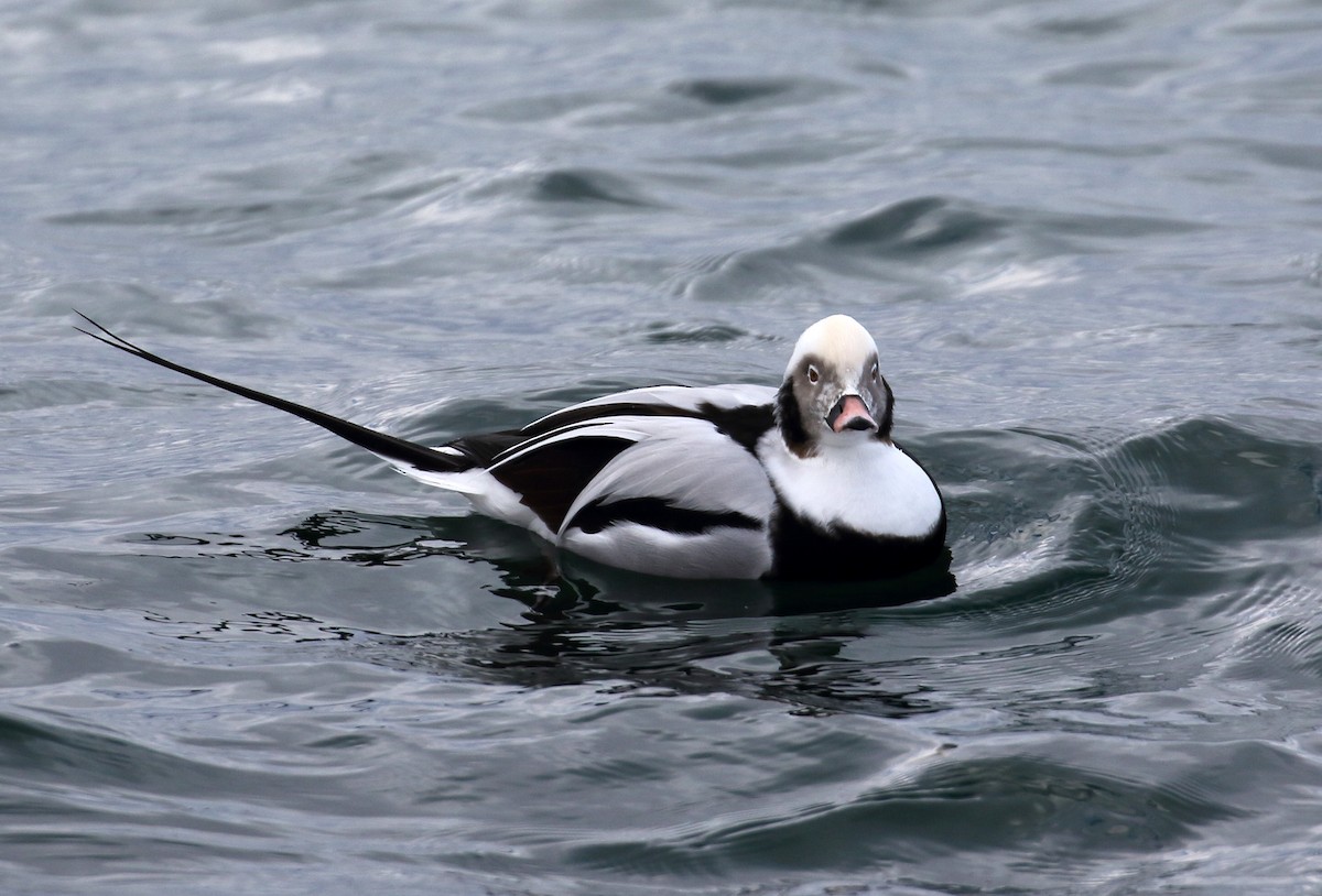 Long-tailed Duck - ML124143631