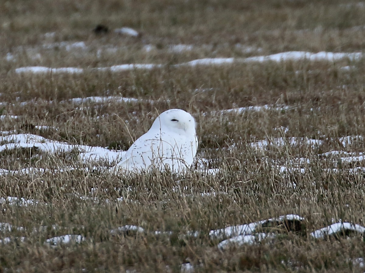 Snowy Owl - ML124144961
