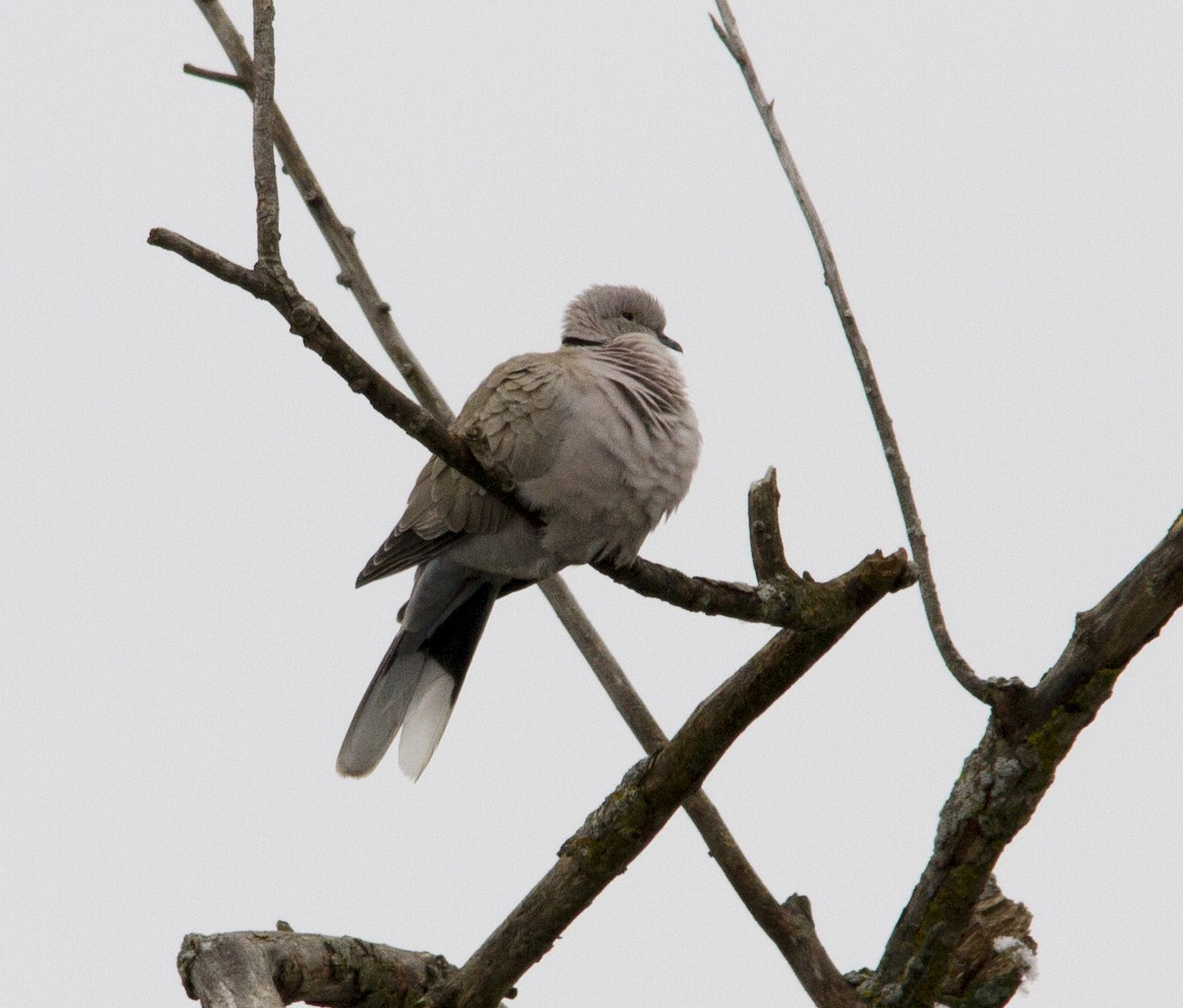 Eurasian Collared-Dove - david boon