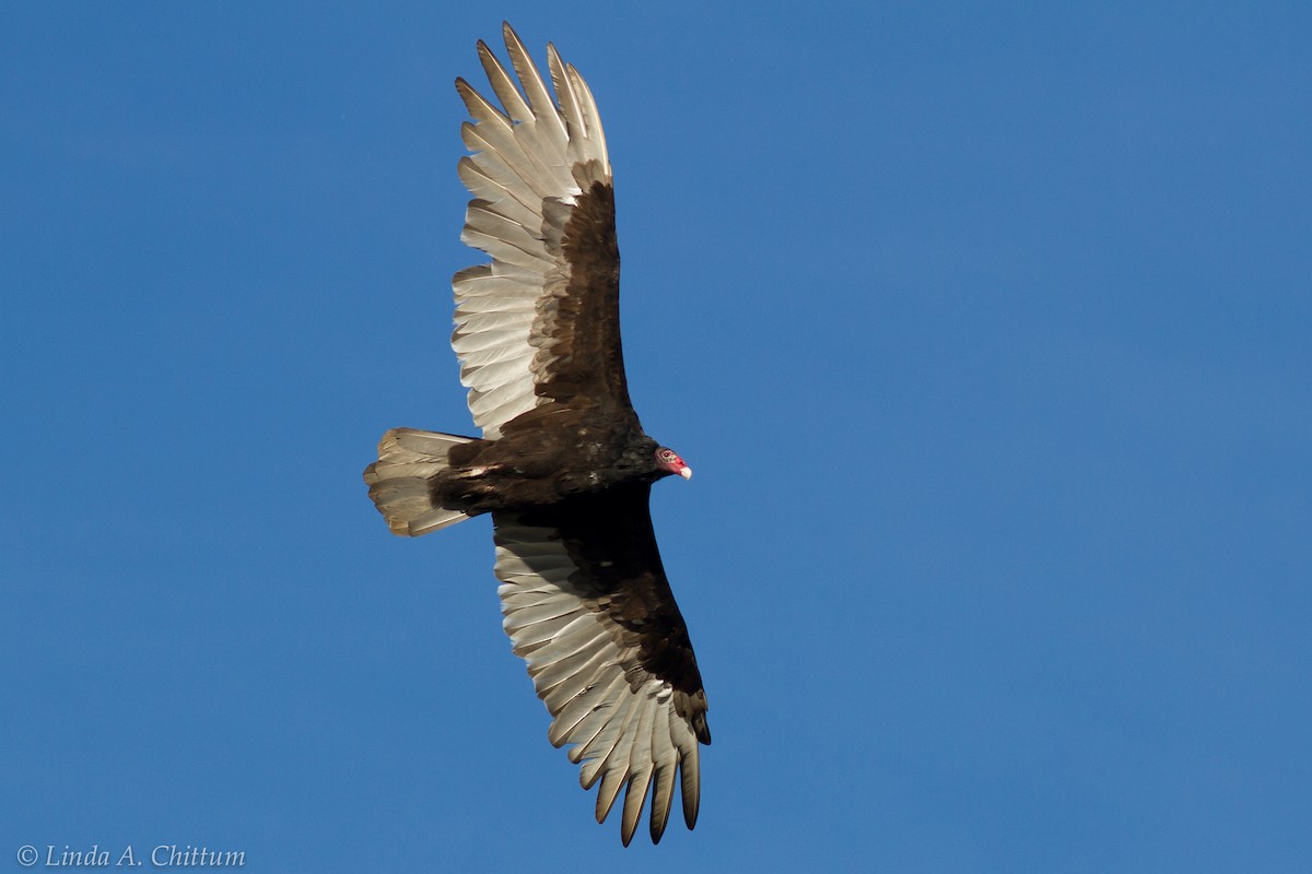 Turkey Vulture - Linda Chittum