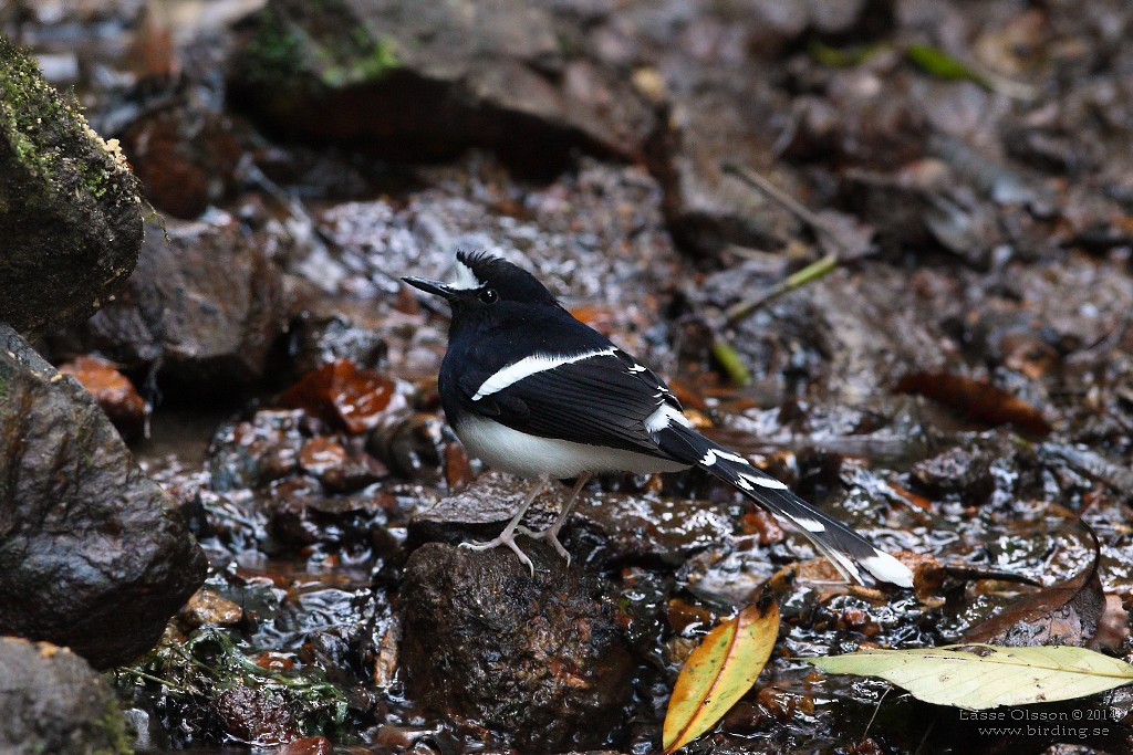 White-crowned Forktail - ML124153441