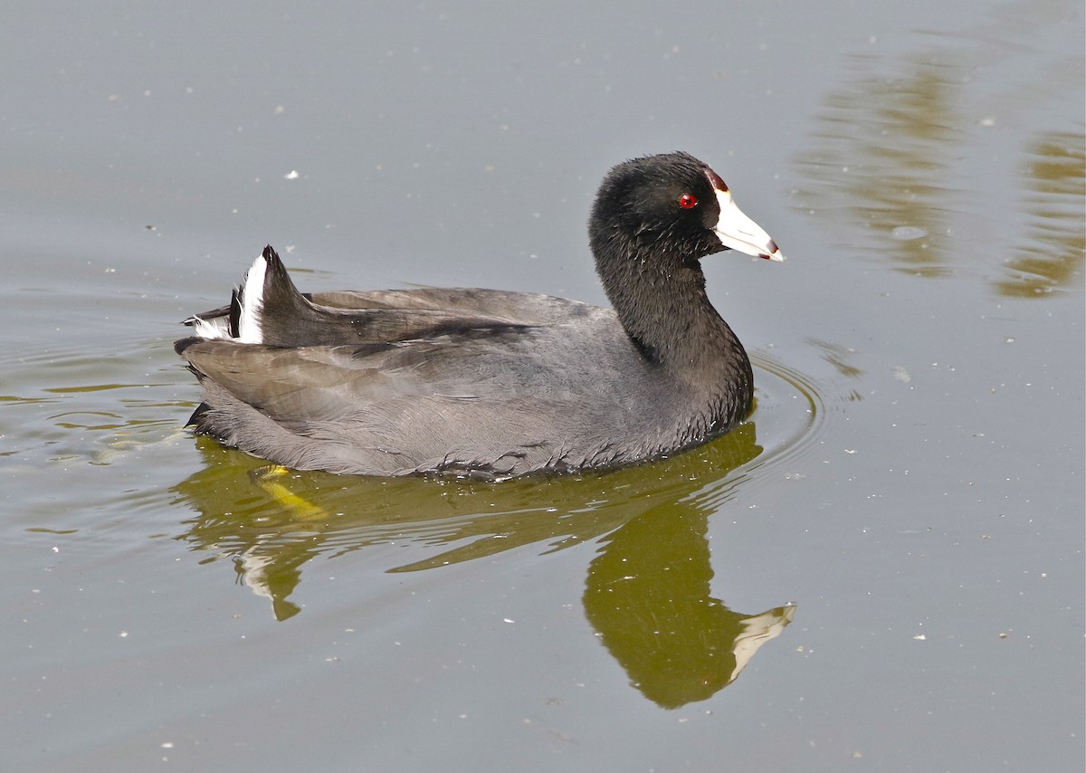 American Coot (Red-shielded) - ML124157211