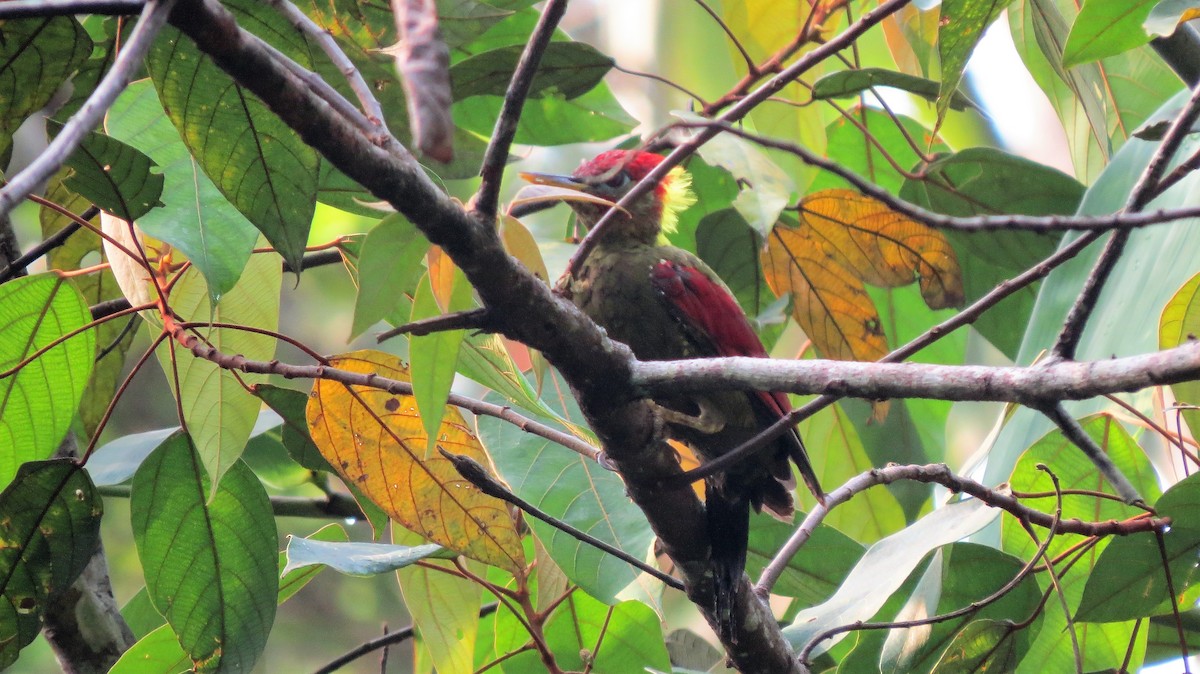 Crimson-winged Woodpecker - Todd Pepper