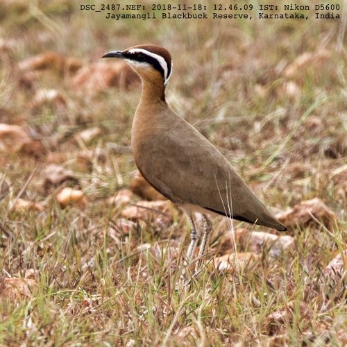 Indian Courser - ML124163131