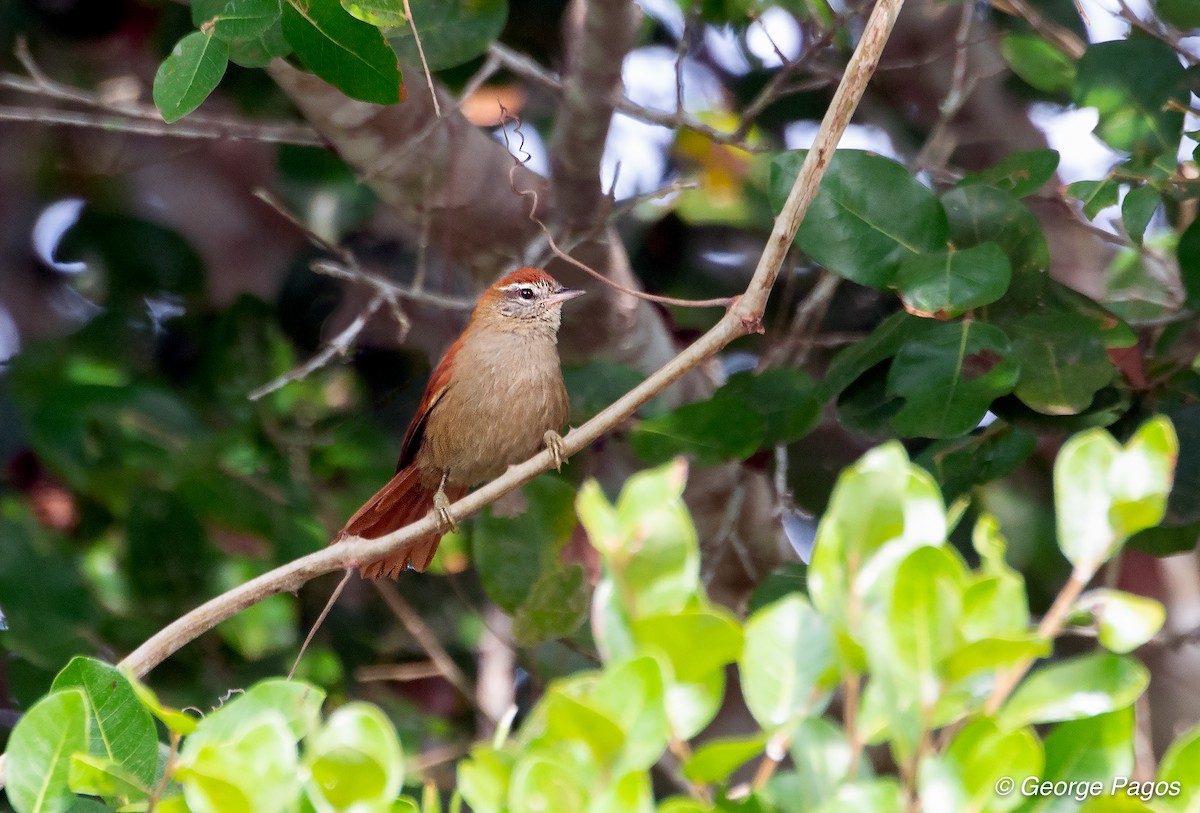 Rusty-backed Spinetail - George Pagos