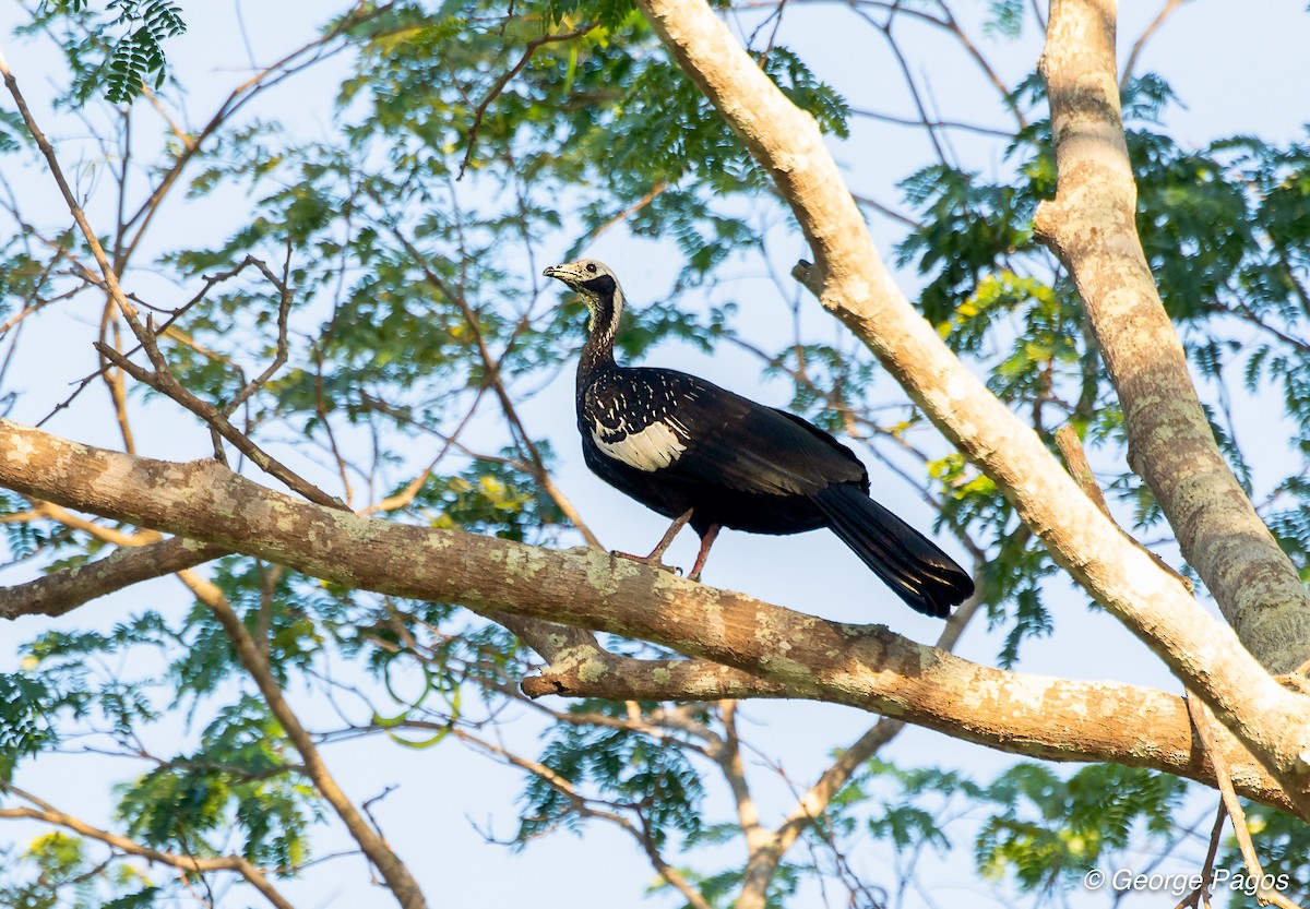 White-throated Piping-Guan - ML124169321