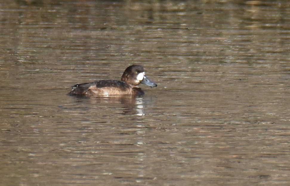 Greater Scaup - ML124169541