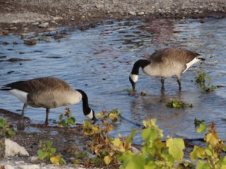 Canada Goose, ML124170931