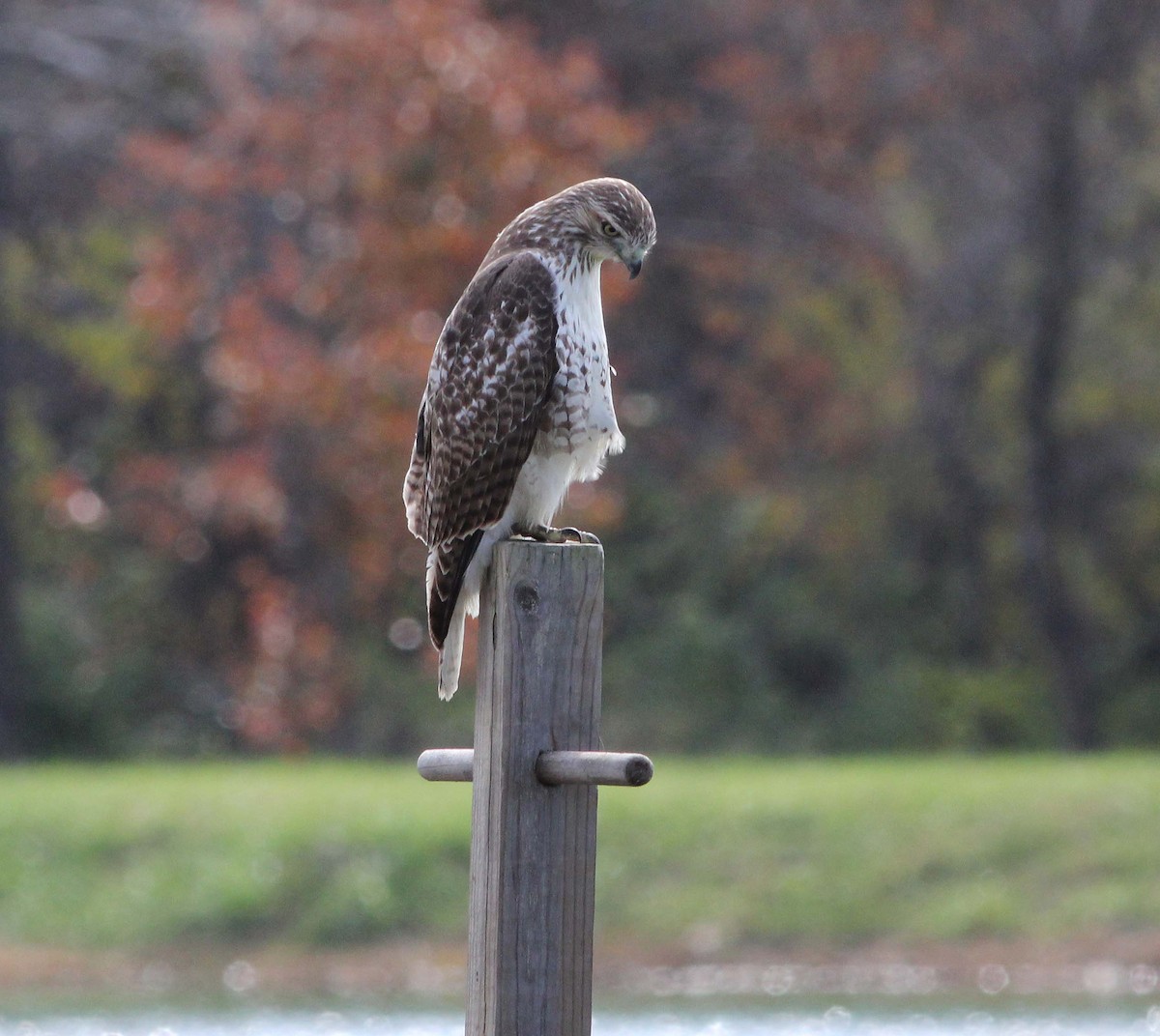 Red-tailed Hawk - Gary Graves