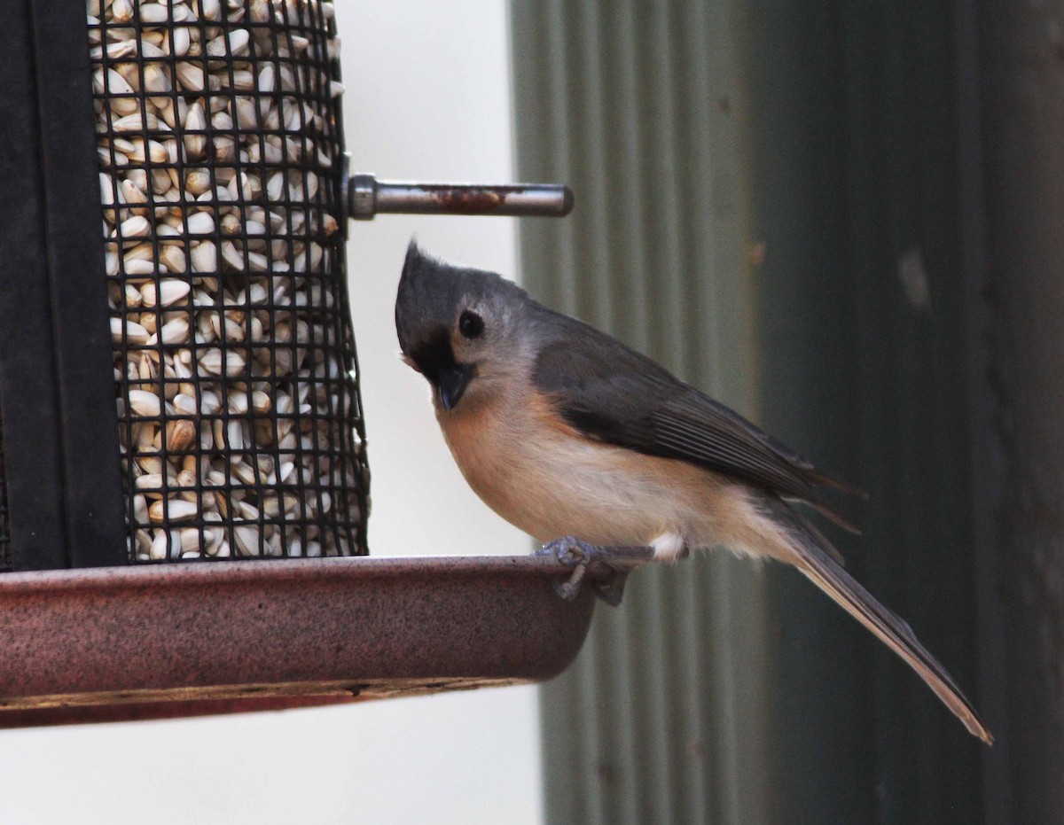 Tufted Titmouse - Gary Graves
