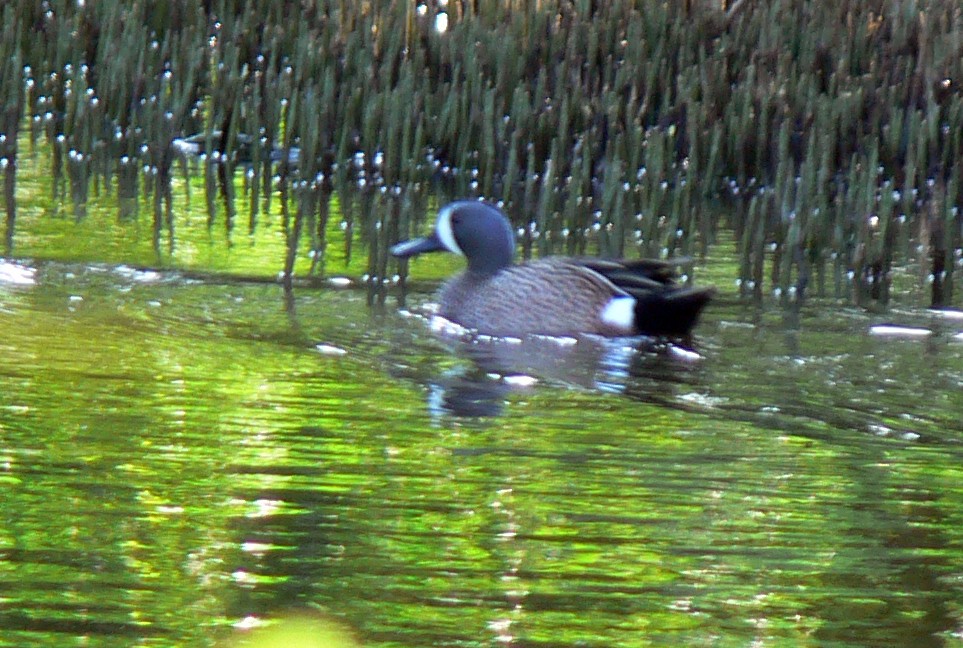 Blue-winged Teal - ML124177741