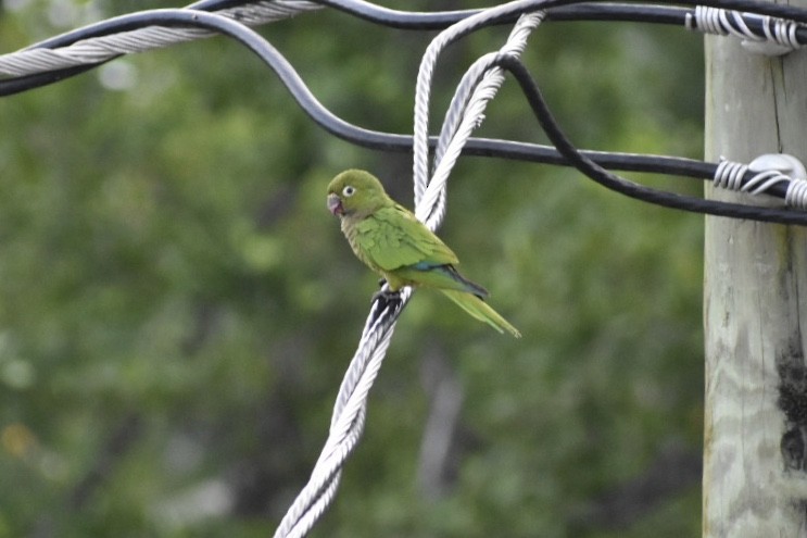 Olive-throated Parakeet (Aztec) - ML124178791