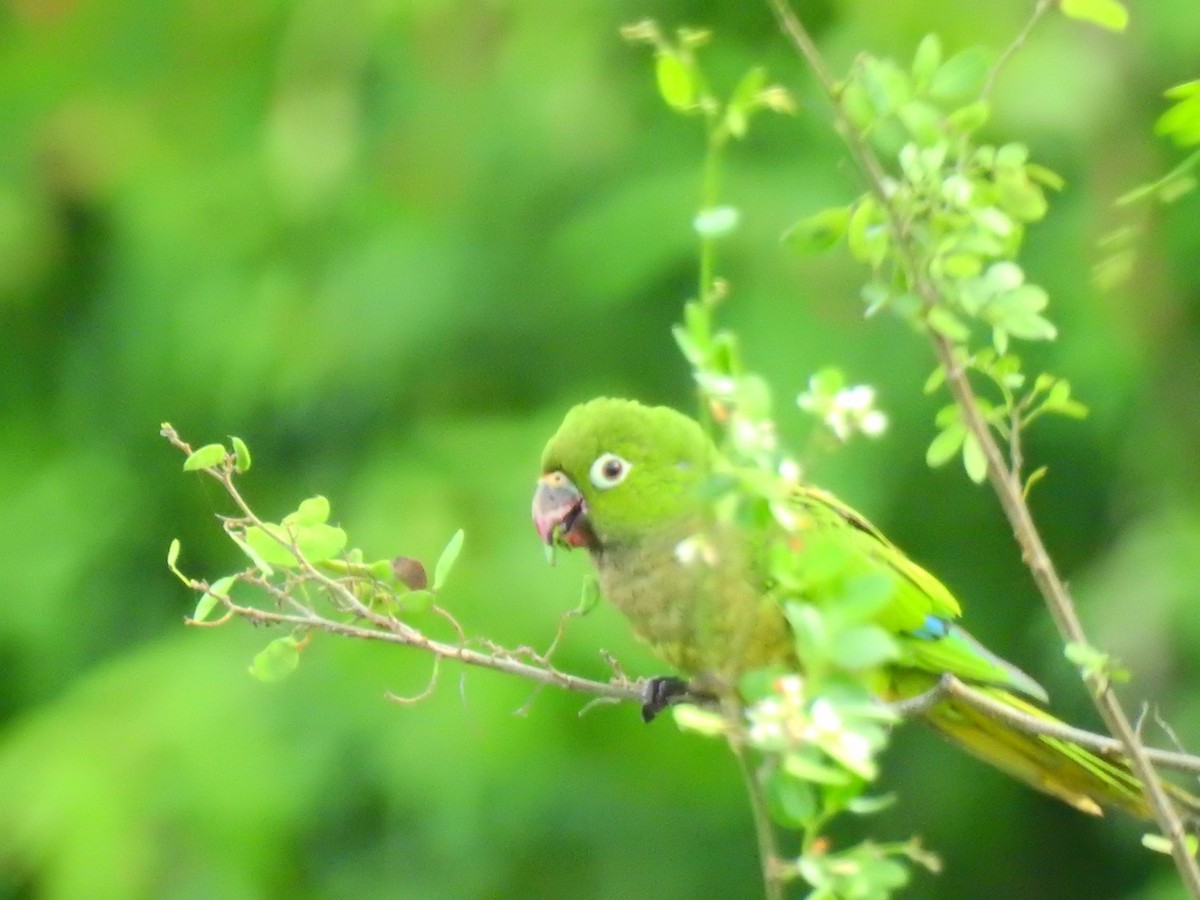 Olive-throated Parakeet (Aztec) - Jane Crawford