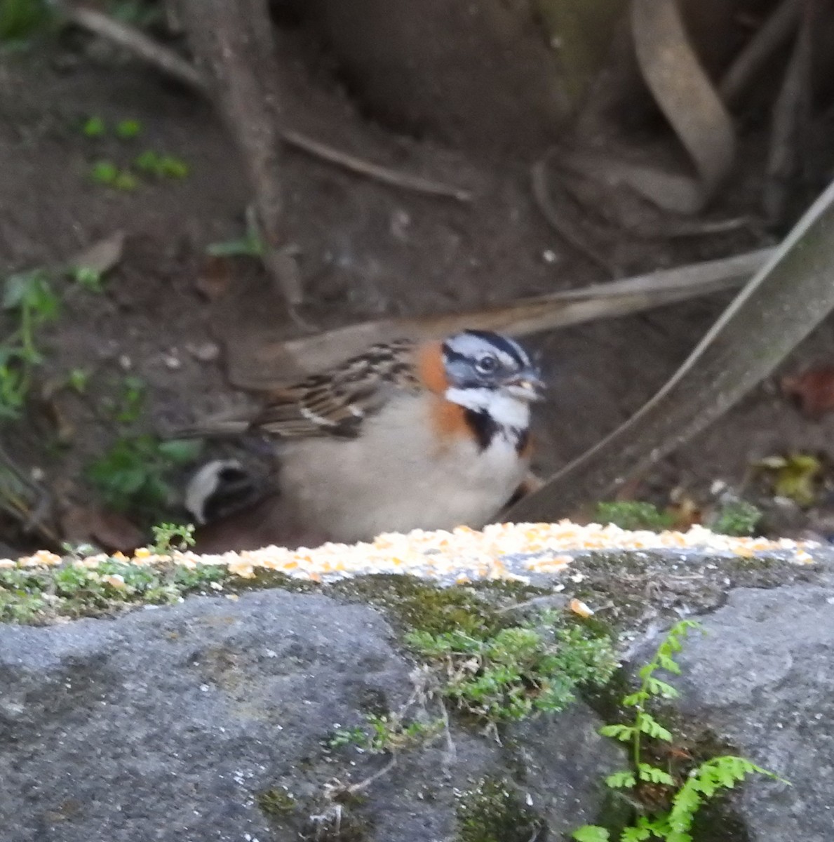Rufous-collared Sparrow - ML124179141