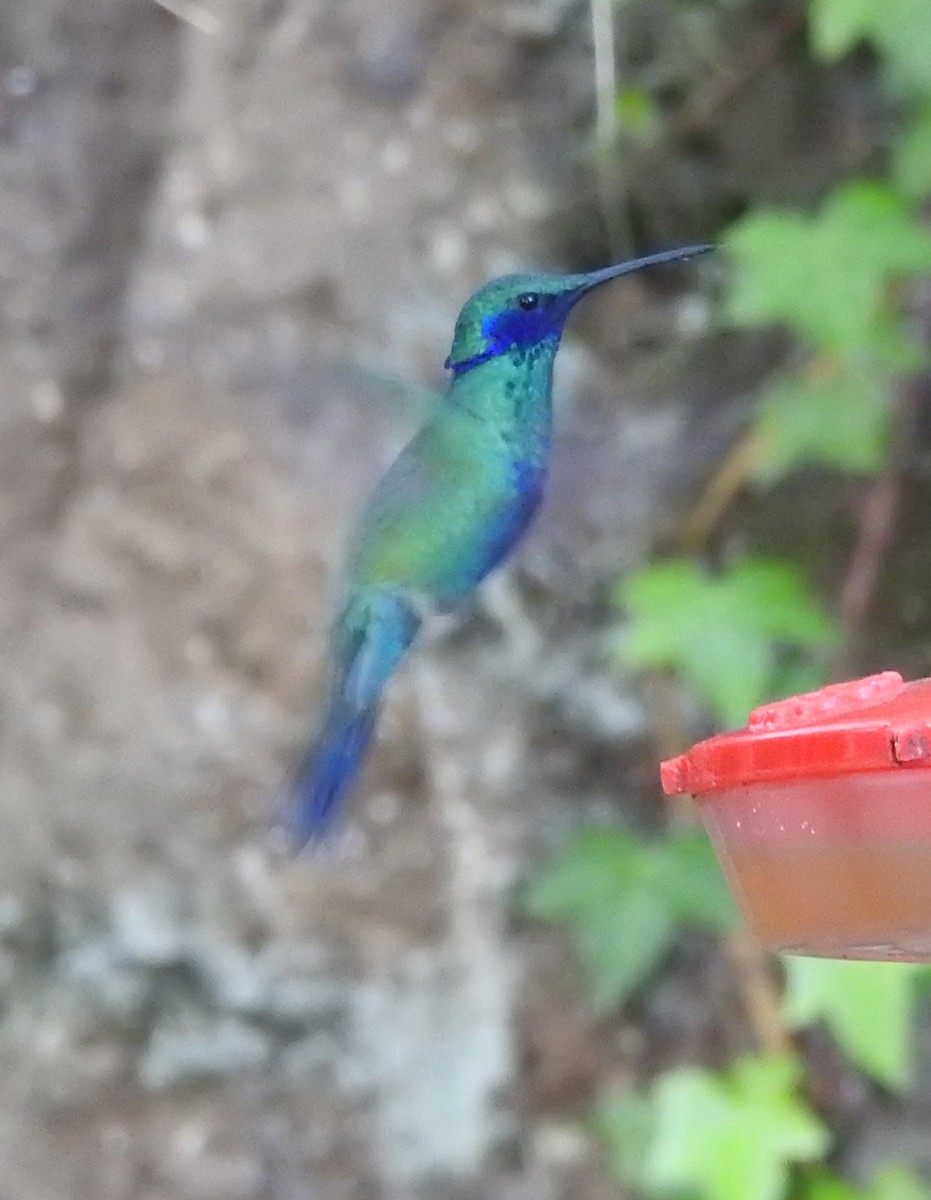 kolibřík modrolící - ML124179311