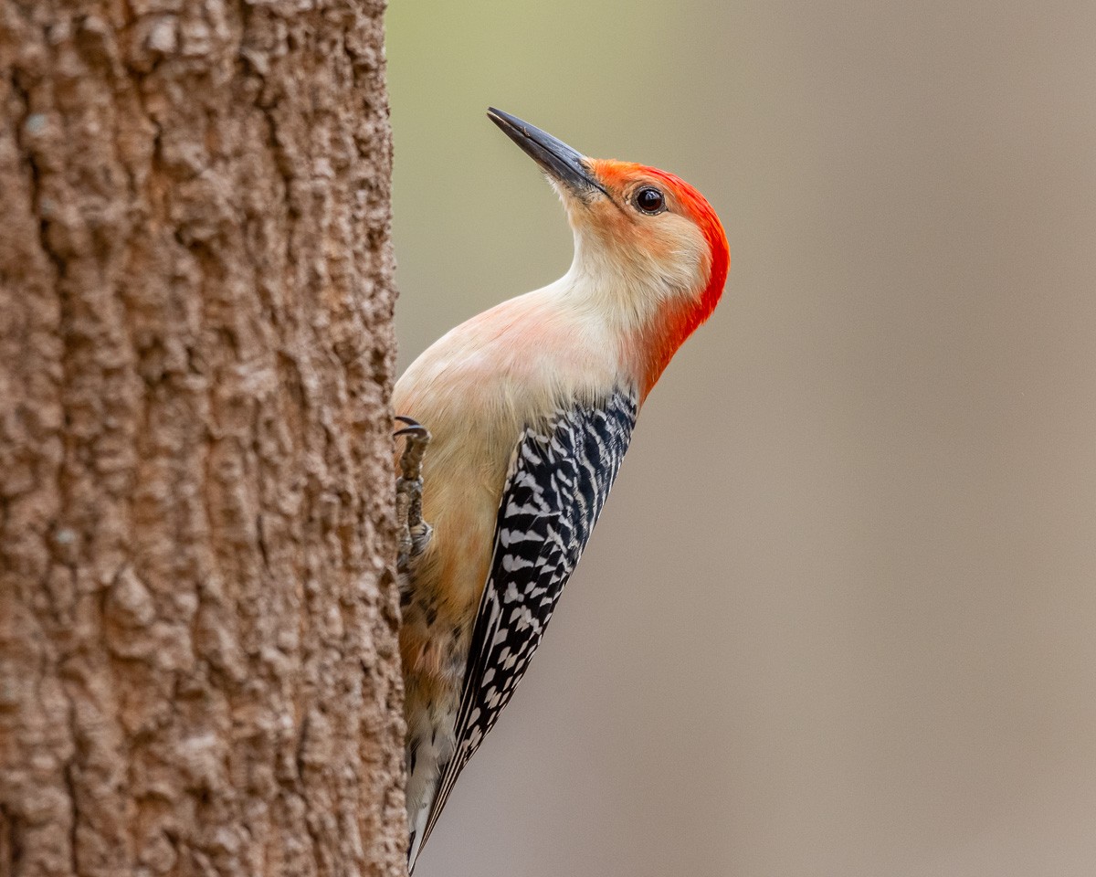 Red-bellied Woodpecker - mark kraus