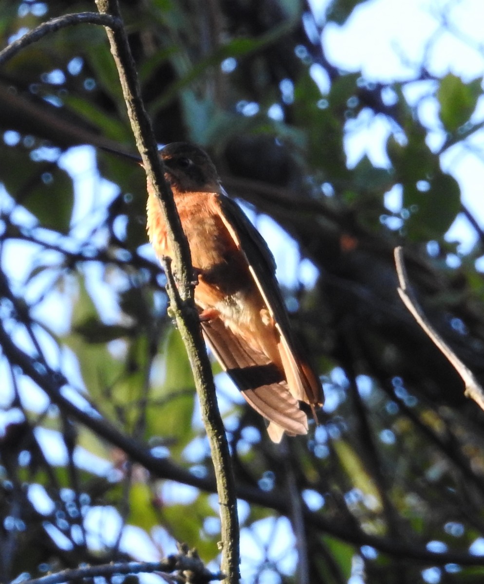 kolibřík duhovohřbetý - ML124179851