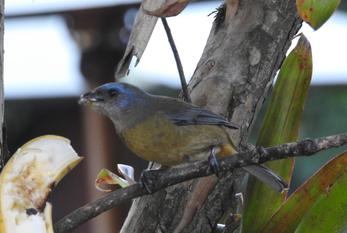 Blue-and-yellow Tanager - ML124180191