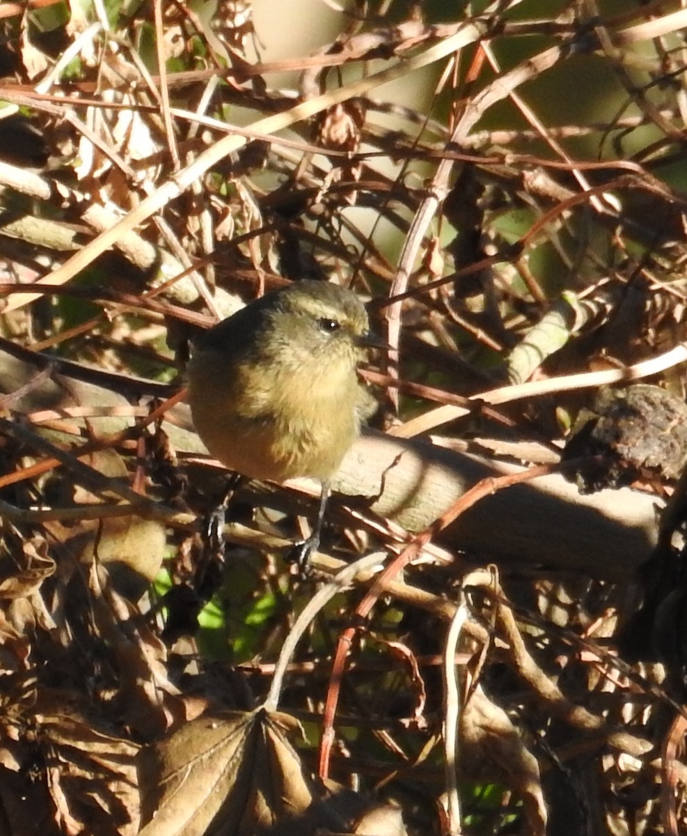 Cinereous Conebill - Mike Coulson