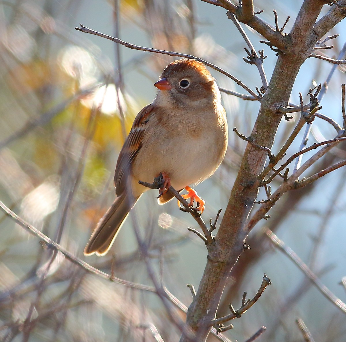 Field Sparrow - Bala Chennupati