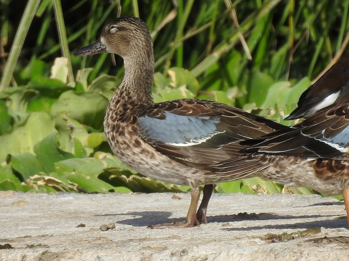 Blue-winged Teal - ML124180801