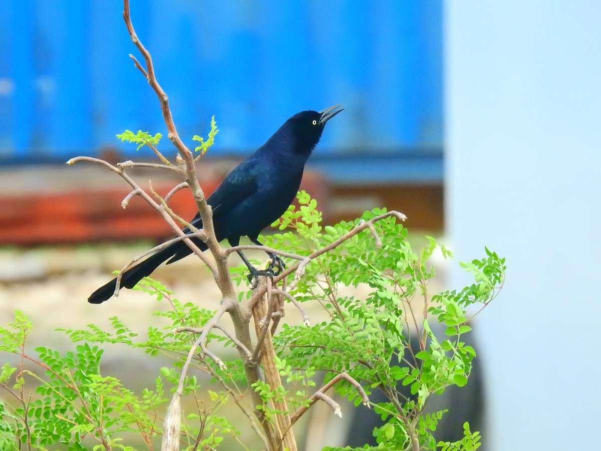 Great-tailed Grackle (Great-tailed) - Jane Crawford