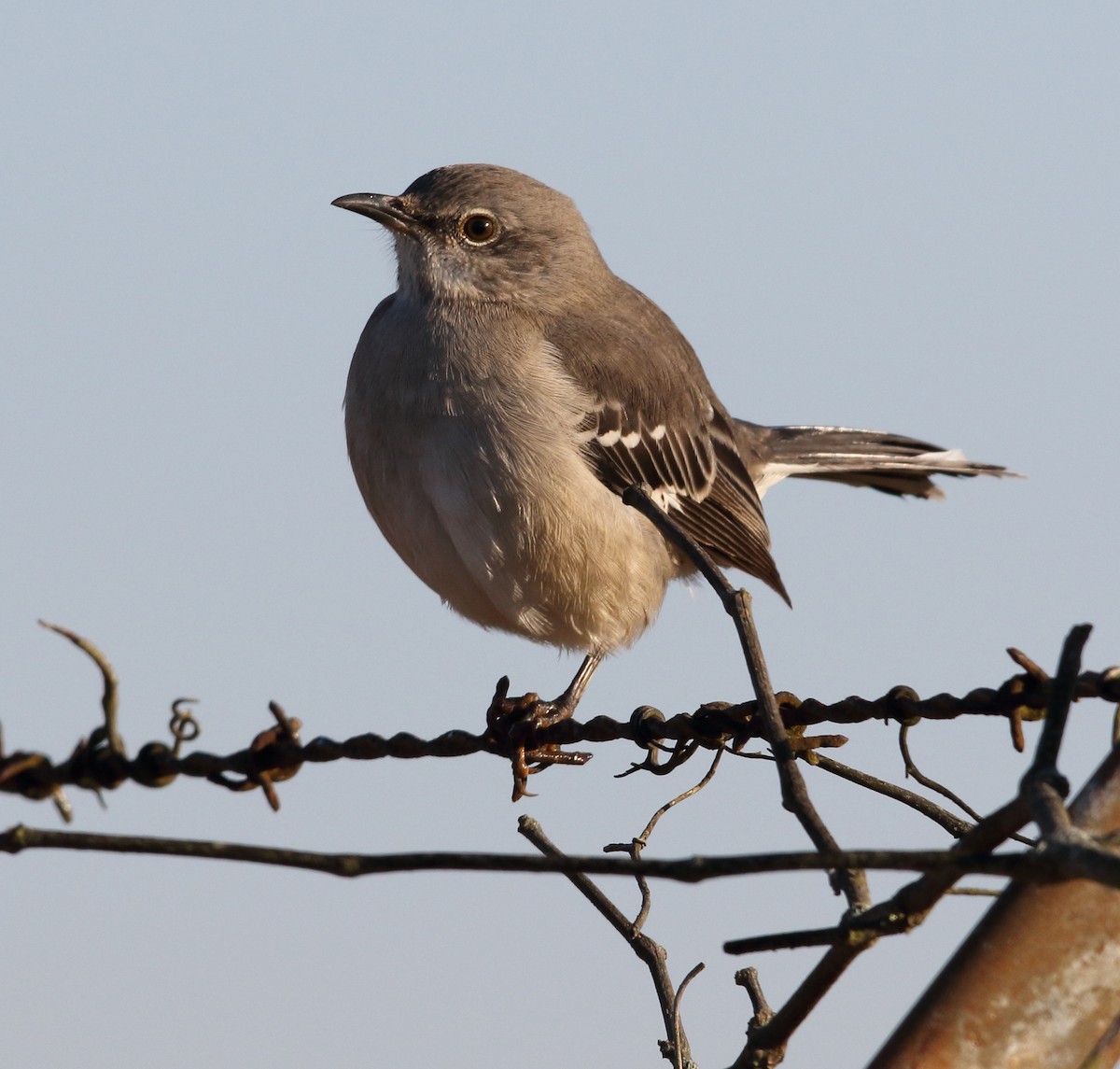 Northern Mockingbird - Bala Chennupati