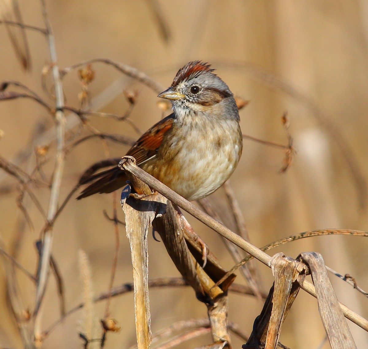 Swamp Sparrow - ML124182131