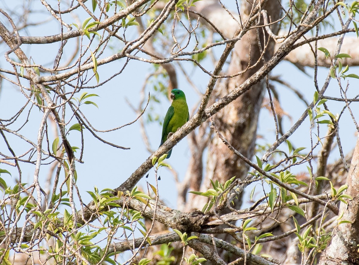 Blue-crowned Racquet-tail - Shailesh Pinto