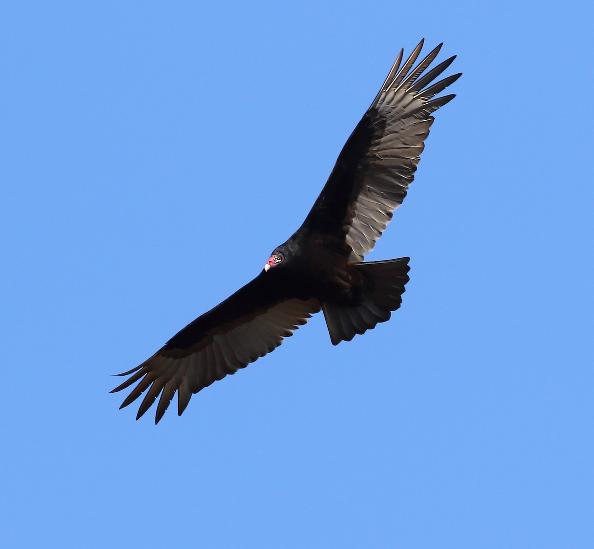 Turkey Vulture - Bala Chennupati