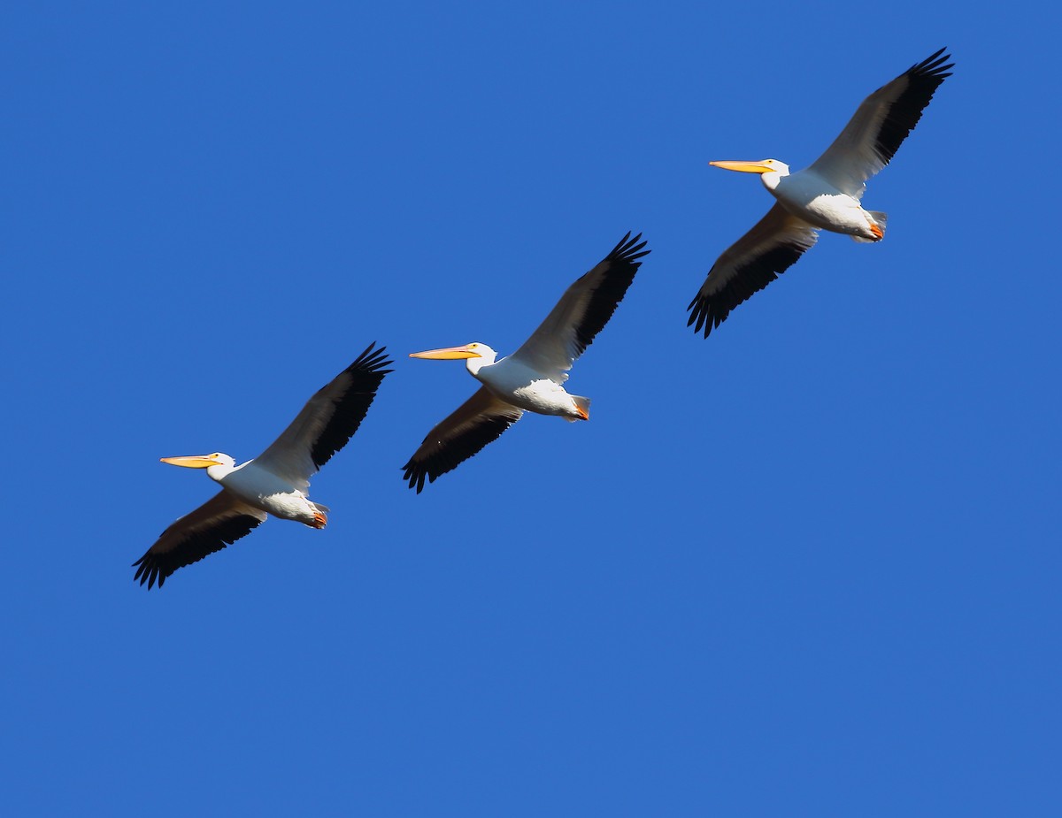 American White Pelican - Bala Chennupati