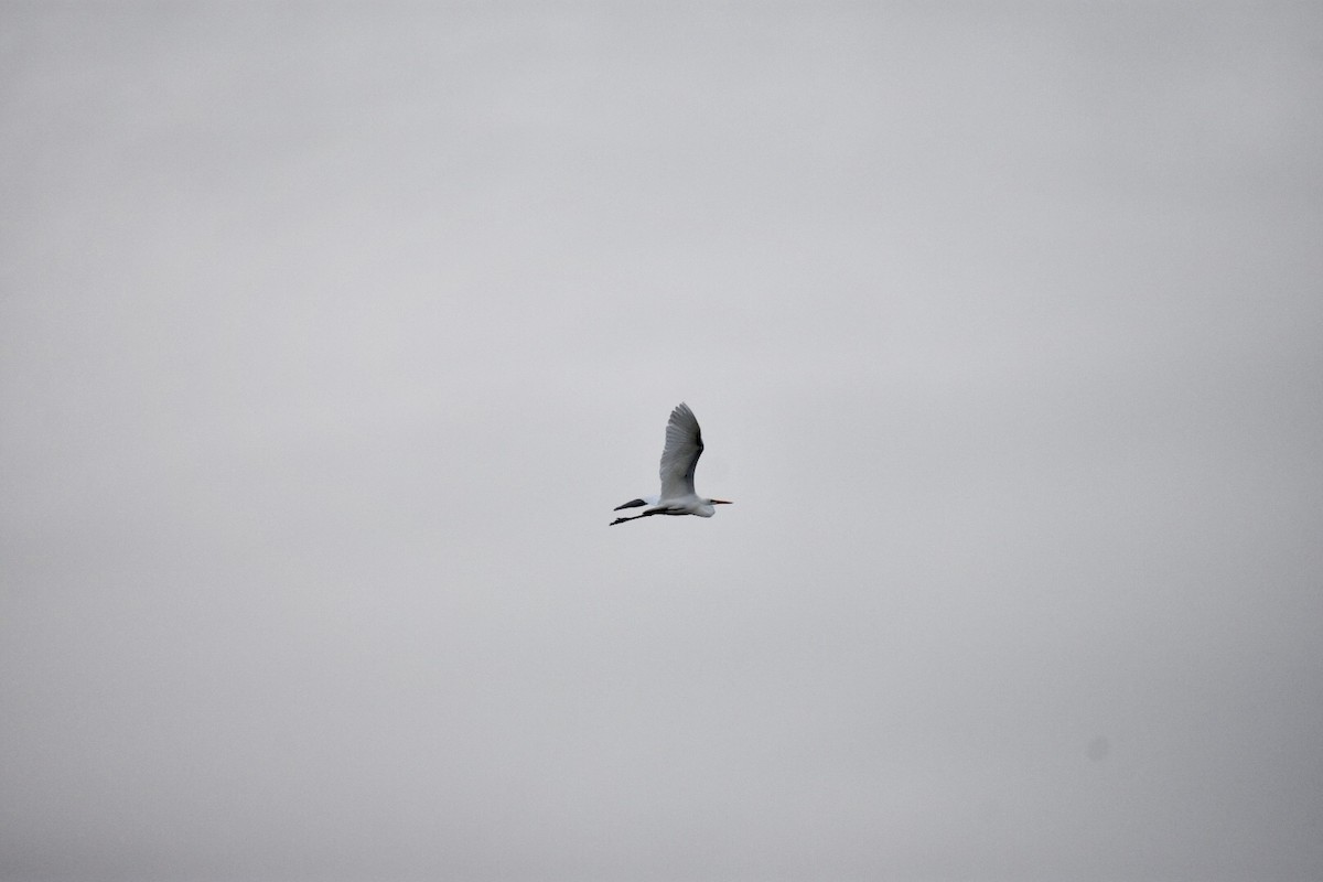 Great Egret (American) - ML124184991
