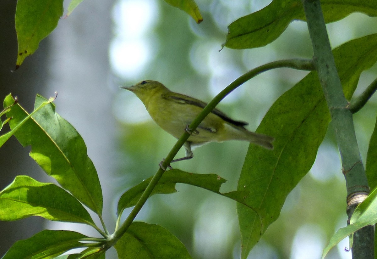 Tennessee Warbler - Carolyn Wilcox