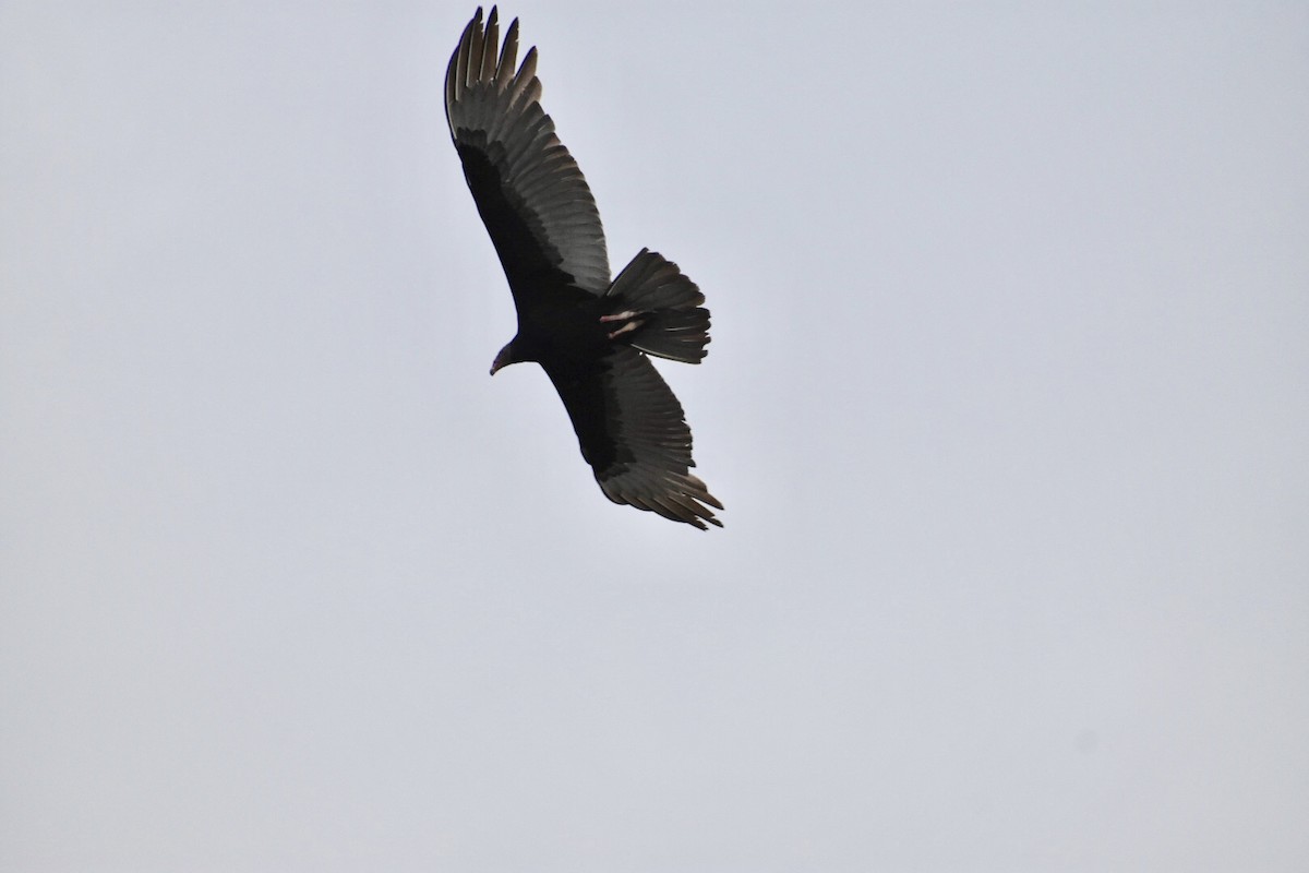 Lesser Yellow-headed Vulture - ML124185471