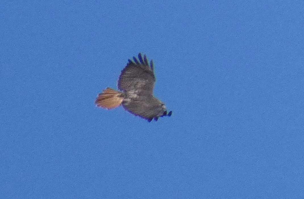 Red-tailed Hawk - ML124190021