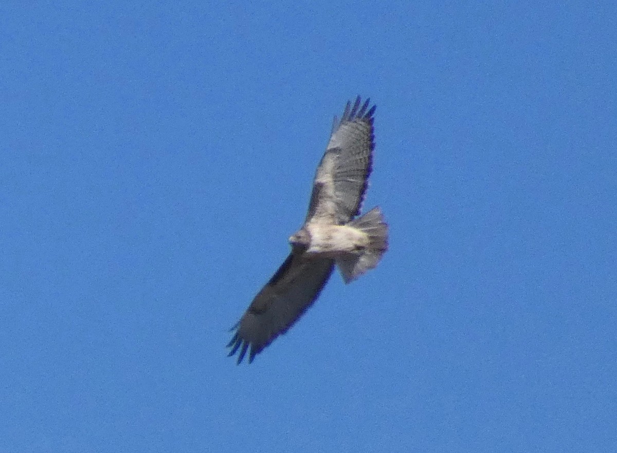 Red-tailed Hawk - ML124190071
