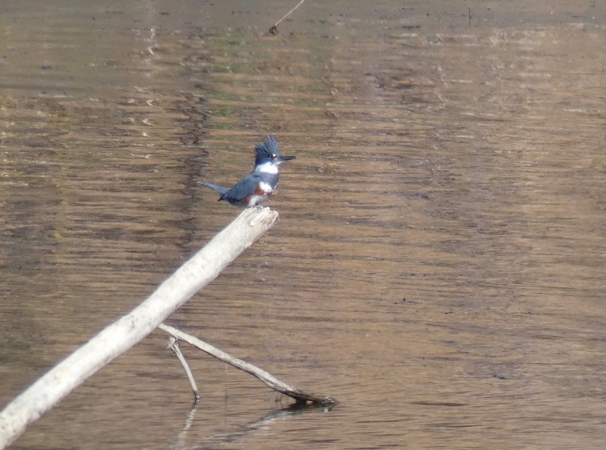 Belted Kingfisher - ML124190671
