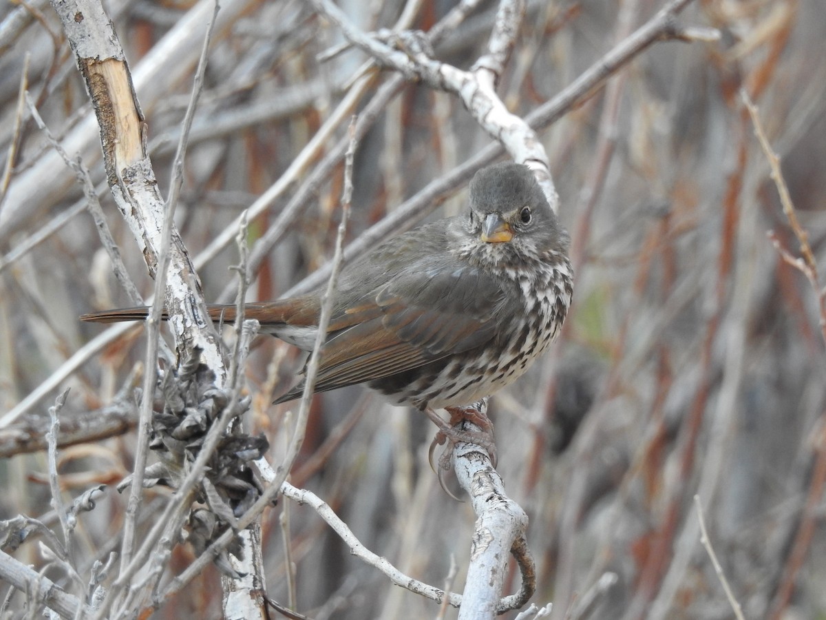 Fox Sparrow (Slate-colored) - ML124190891