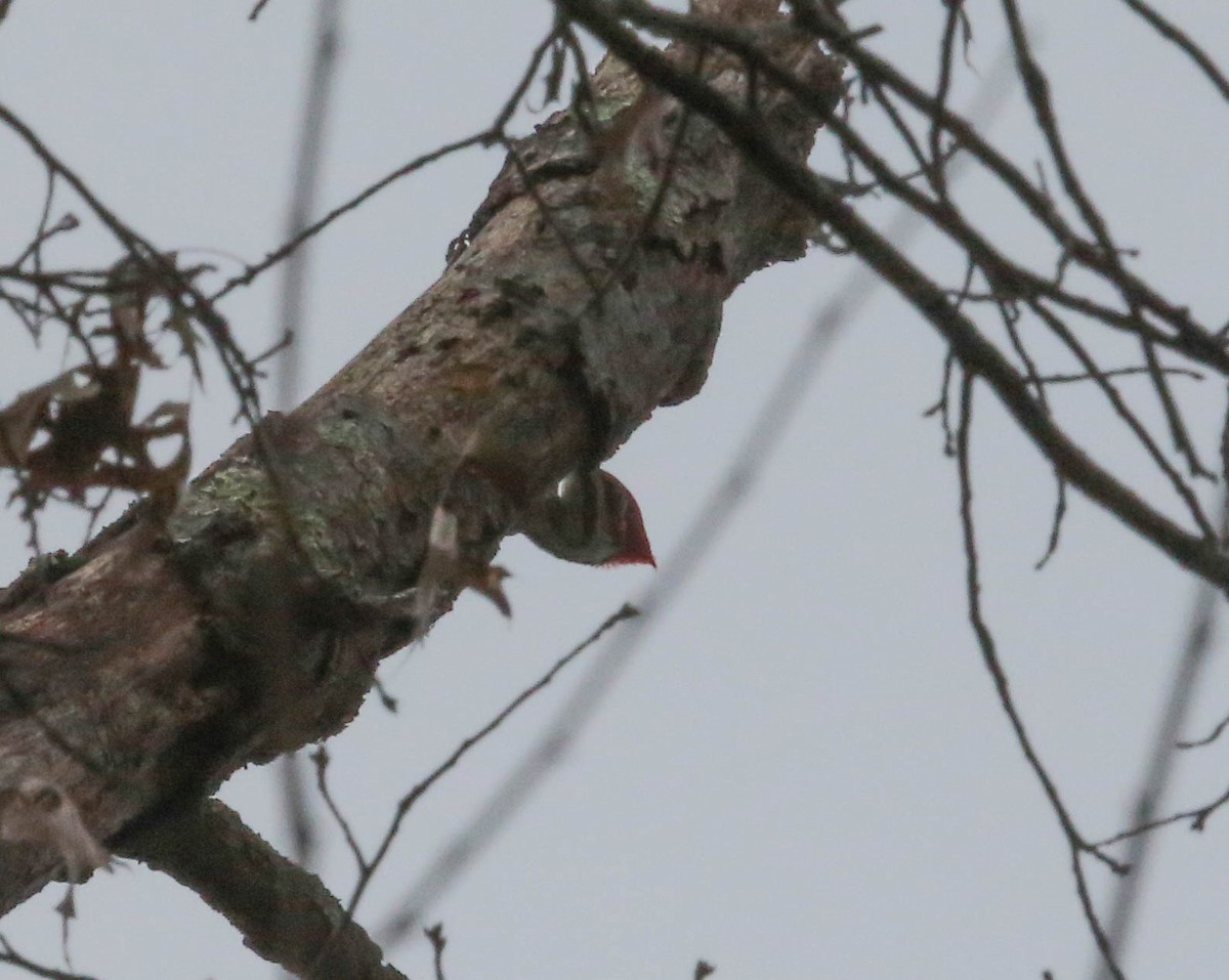 Pileated Woodpecker - ML124191511