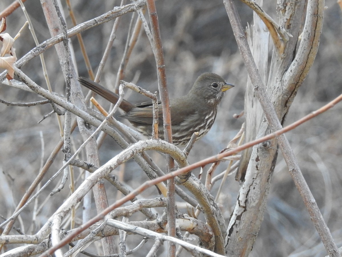Fox Sparrow (Sooty) - ML124192421