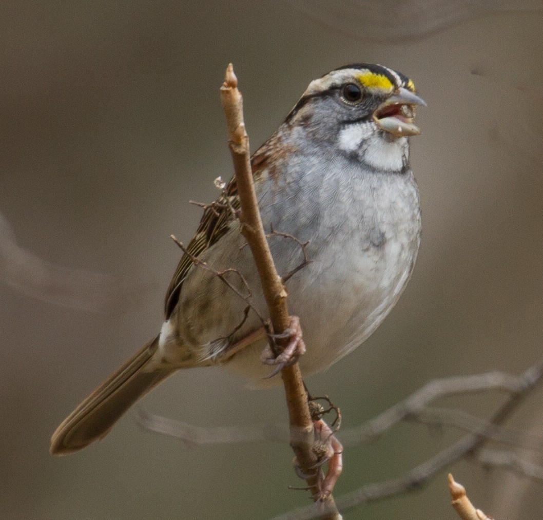 White-throated Sparrow - Douglas Burkett