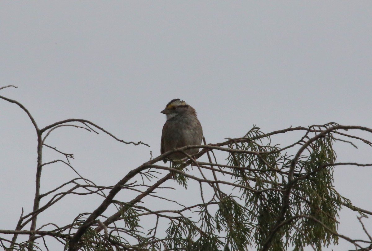 White-throated Sparrow - ML124192941