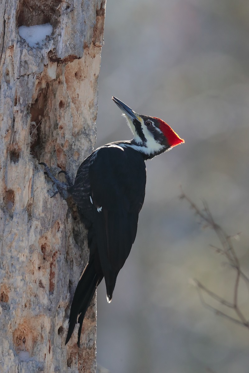 Pileated Woodpecker - ML124193681