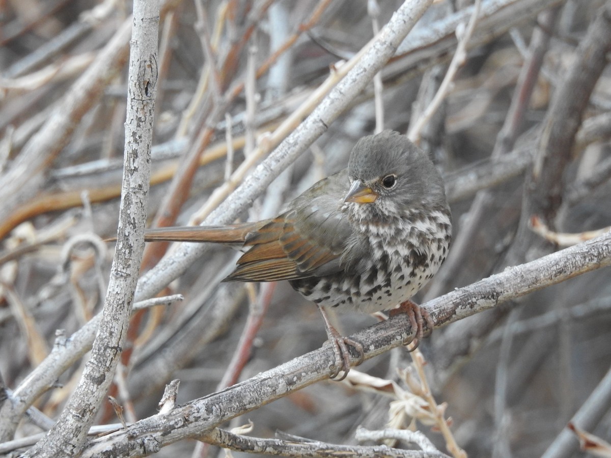 Fox Sparrow (Slate-colored) - ML124195451